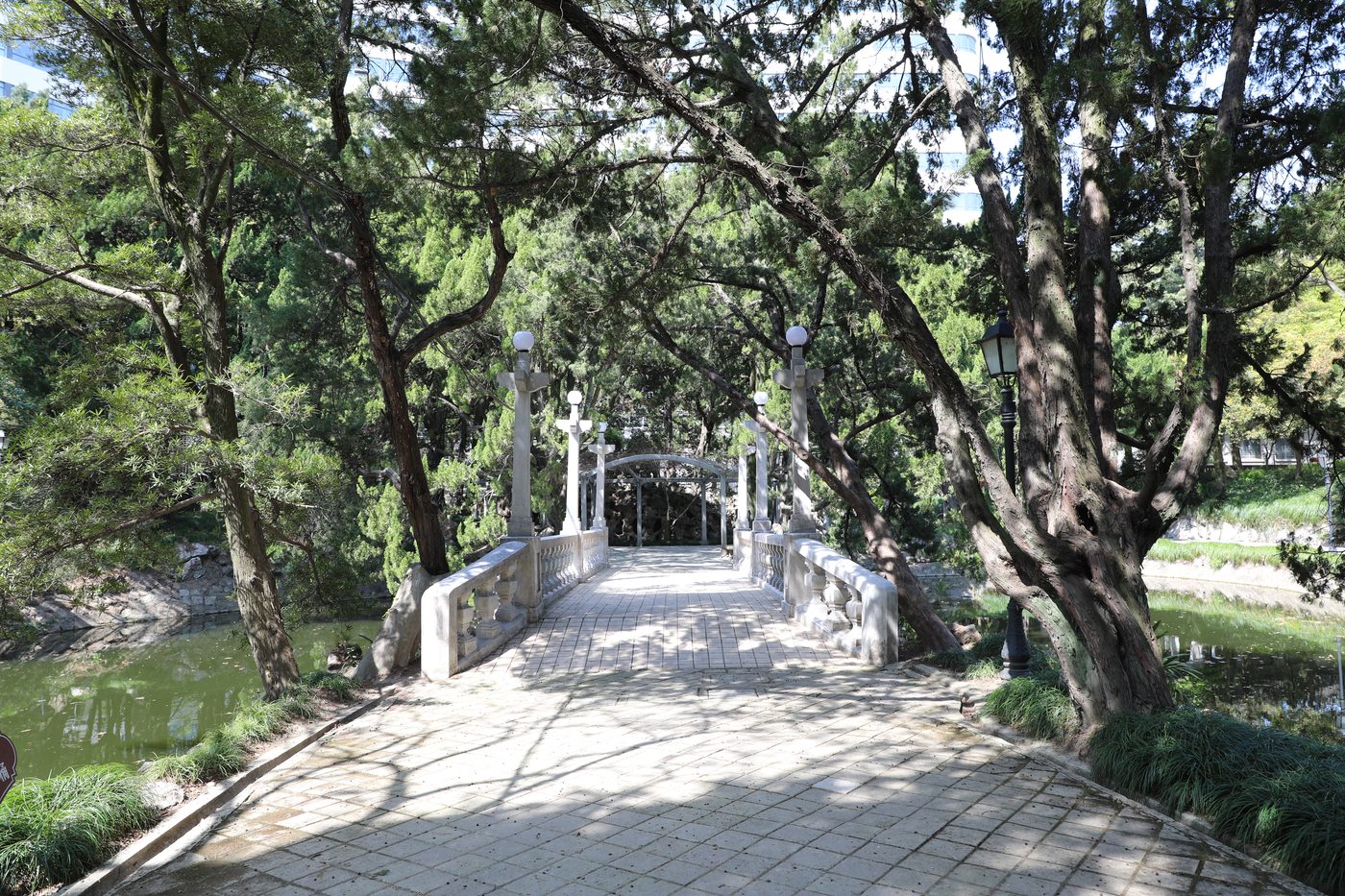 Cherry blossoms on campus
