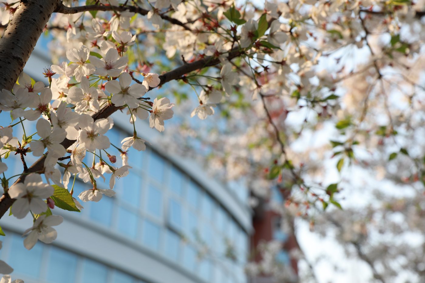 叶家花园 — Ye Family Garden, the historic campus of Shanghai Pulmonary Hospital
